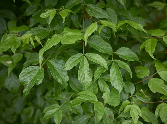 Érable à feuilles de frêne