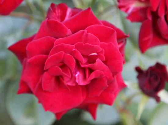 Rosier 'Eclat de rire - red folies '