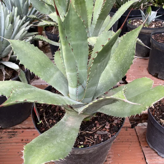 Agave  maximiliana