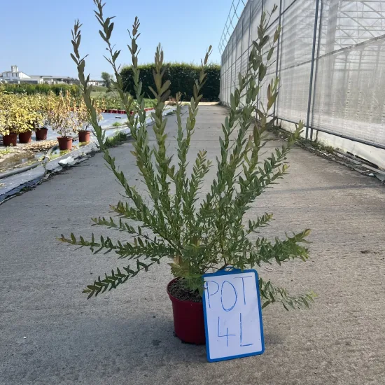 Saule crevette 'Hakuro nishiki'