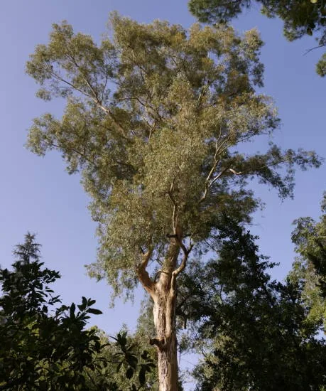 Eucalyptus rouge des rivières