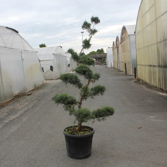 Genévrier de pfitzer 'Pfitzeriana glauca'