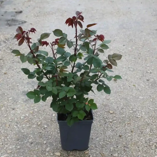Rosier 'Marylou '