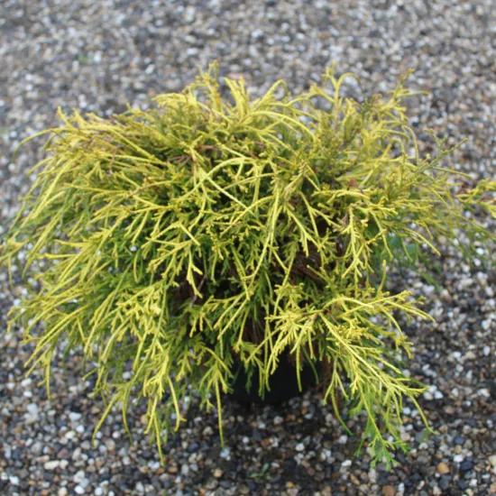 Cyprès sawara 'Sungold'