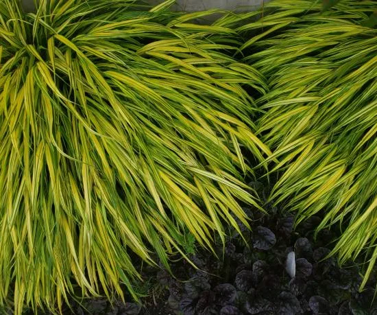 Acore à feuilles de graminée 'Ogon'