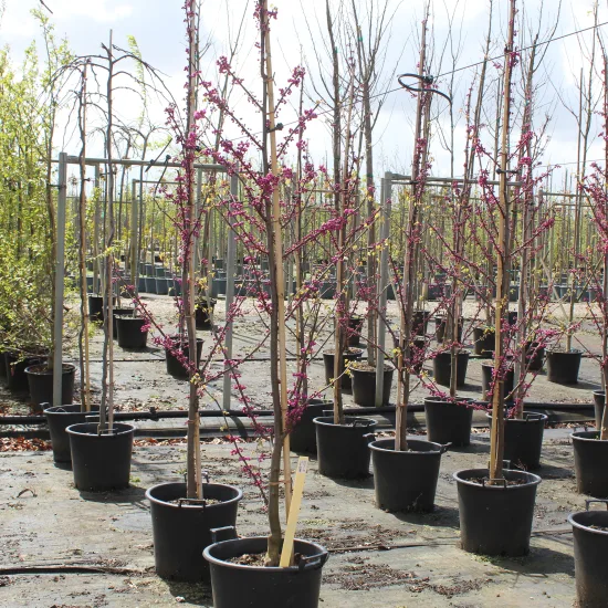 Gainier du canada 'Pink pom pom'