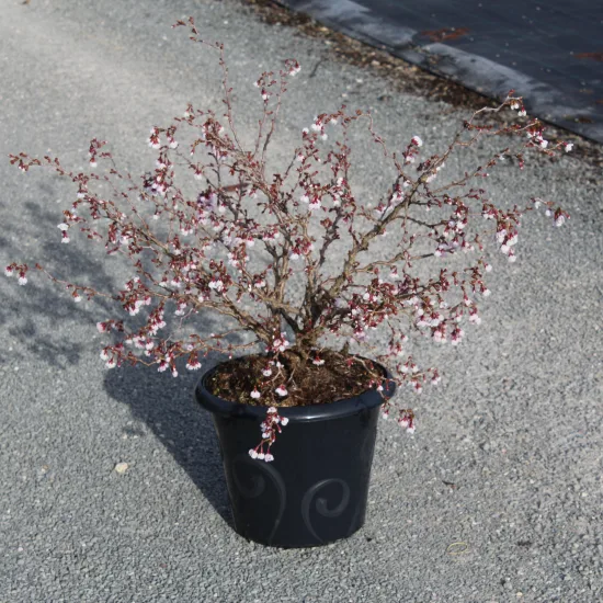 Cerisier à fleurs 'Kojou no mai'
