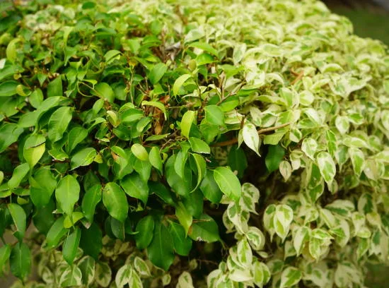 Ficus benjamina