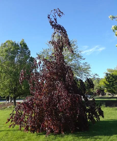 Hêtre commun 'Purpurea pendula'