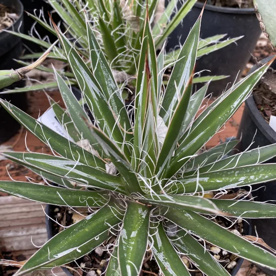 Agave à fibres