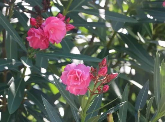 Laurier-rose 'Cavalaire'
