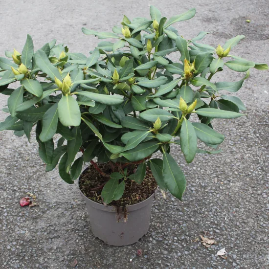 Rhododendron 'Lord robert rouge'