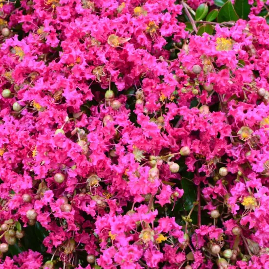 Lilas des indes 'Mimie fuschia'