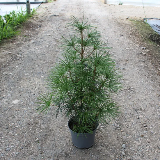 Sapin parasol