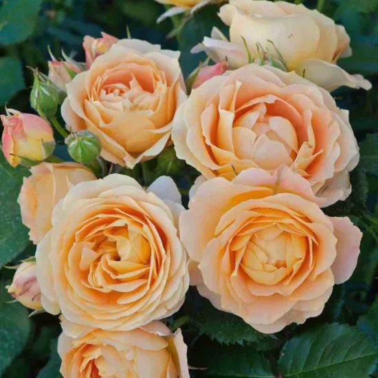 Rosier 'Dolce vita '