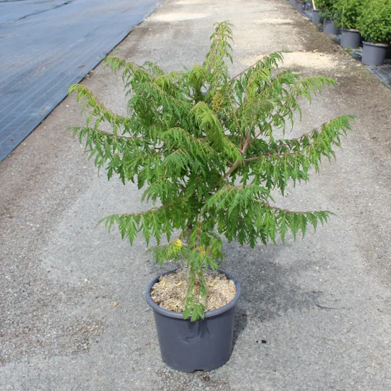 Sumac de virginie