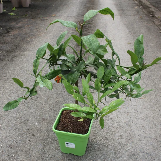 Citronnier combava 'Hystrix'