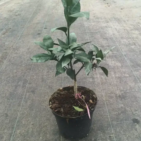 Oranger 'Navel negra'