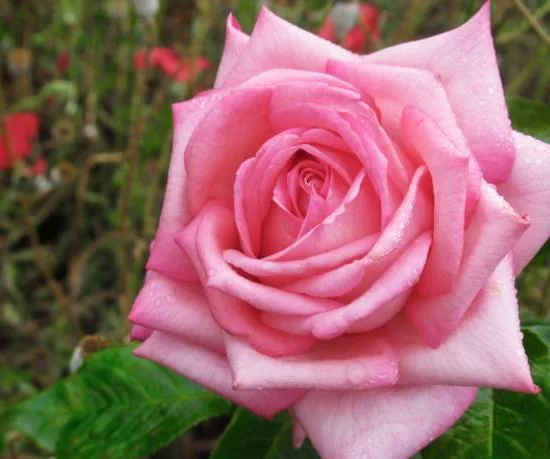 Rosier 'Reflet de saint malo '