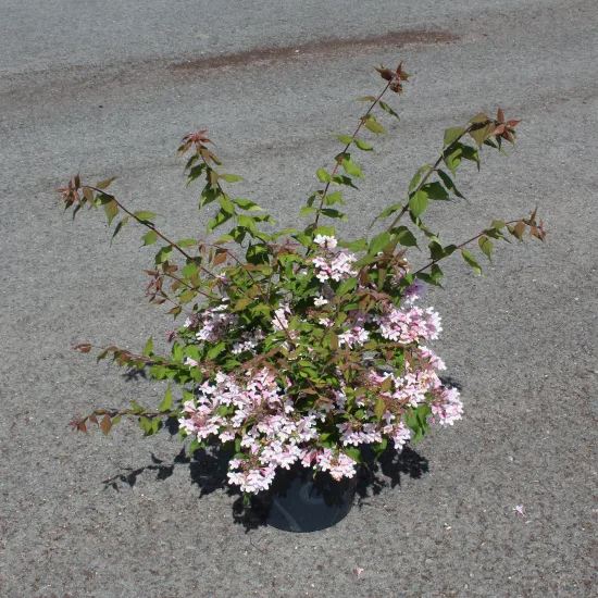 Buisson de beauté 'Pink cloud'