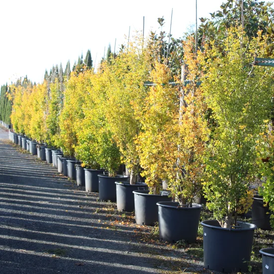 Arbre aux quarante écus 'Fastigiata blagon'