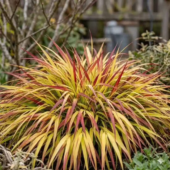 Herbe du japon 'Sunflare'