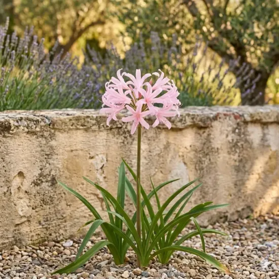 Nerine 'Belladiva emmanuelle'