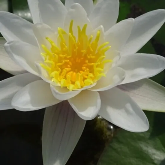 Nénuphar 'Virginalis'