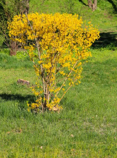 Forsythia 'Week end'