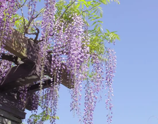 Glycine du Japon rose