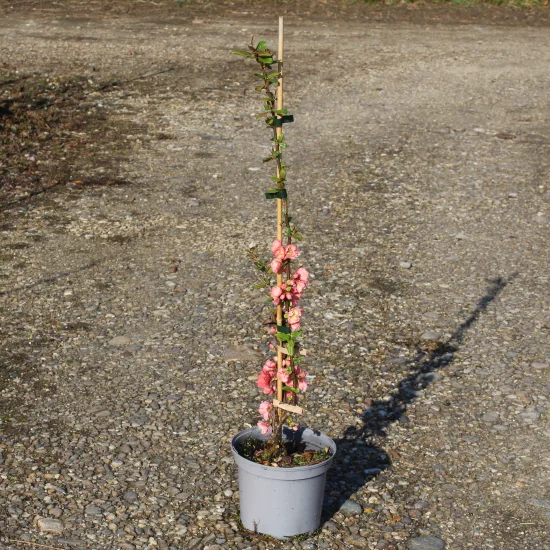 Cognassier à fleurs 'Falconnet charlet'
