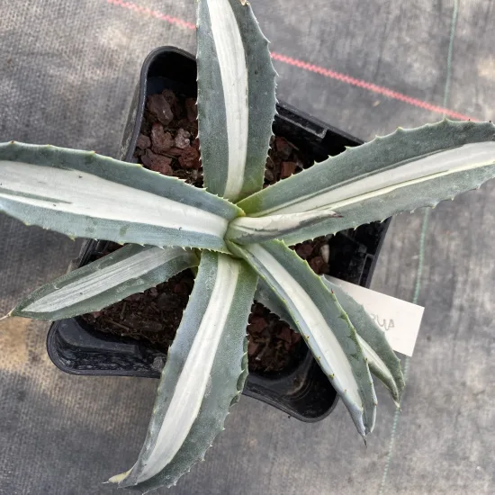Agave  'Alba'