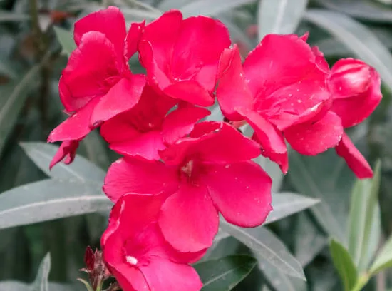 Laurier rose 'Corrida'