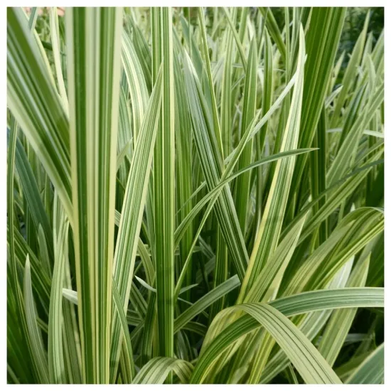 Glycérie panachée 'Variegata'