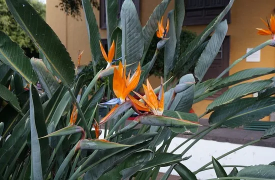 Oiseau de Paradis géant
