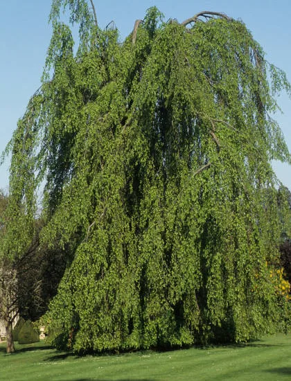 Bouleau verruqueux 'Youngii'