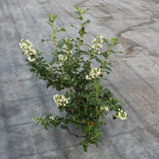 Escallonia blanc