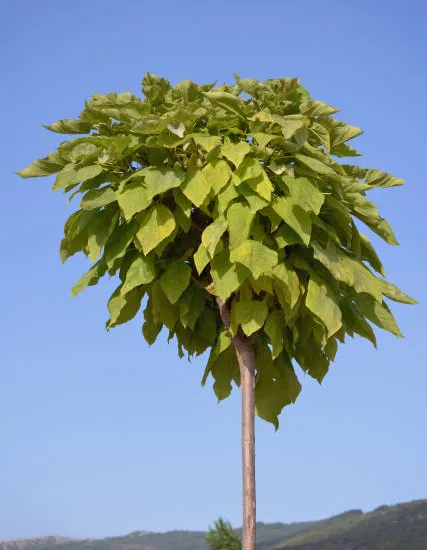 Catalpa commun 'Aurea'