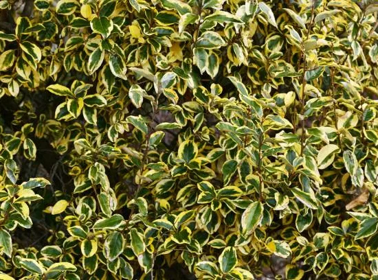 Chalef épineux Maculata