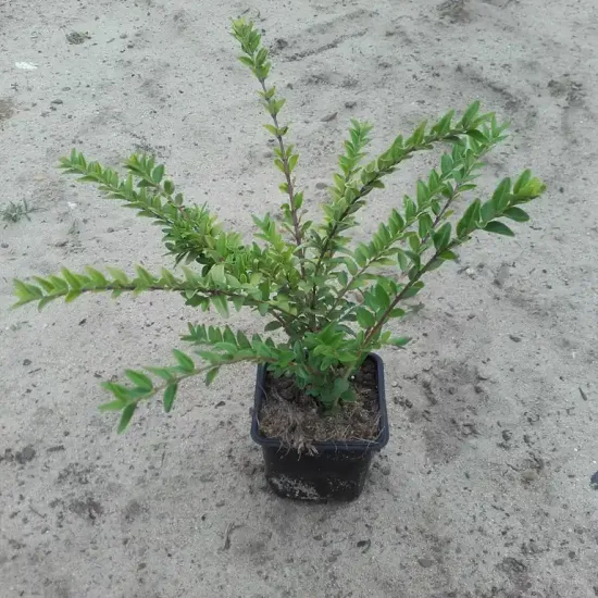 Chèvrefeuille arbustif 'maigrün'