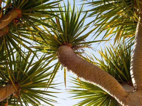 dragonnier des Canaries, dragonnier commun à 3 têtes