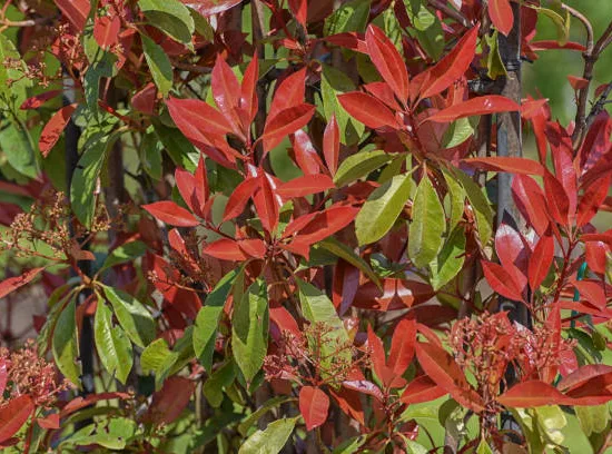 Photinia Fraseri Carré Rouge