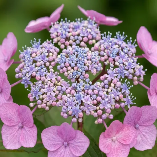Hortensia a the 'Daredevil'