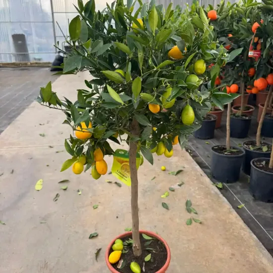 Limequat