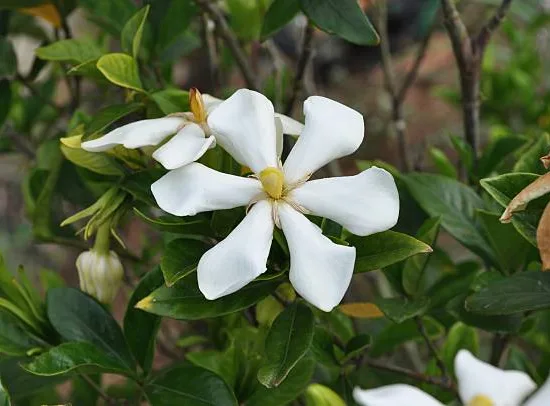 Tiaré 'Pinweel'