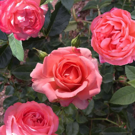 Rosier 'Bijou corail '