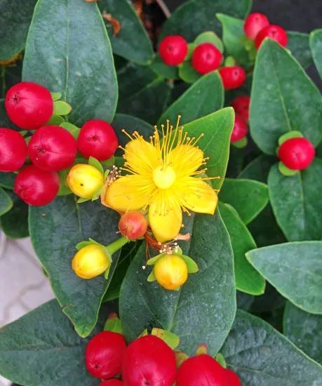 Millepertuis 'Magical flame'