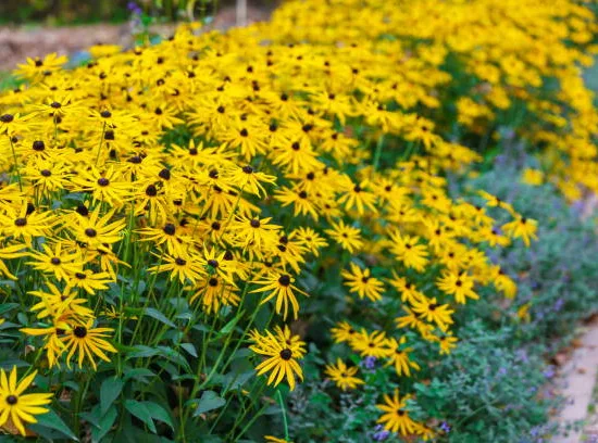 Rudbeckie 'Little goldstar'