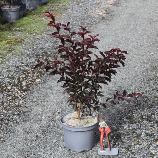 Lilas des indes 'Twilight magic'