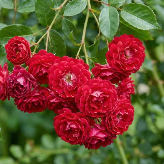 Rosier 'Excelsa '